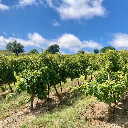 Bed and breakfast Ikigai